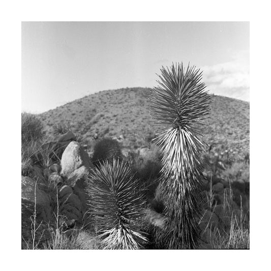 "Nevada Edition 1" Limited Edition Colour Film Photo Print By Noah Mcclelland